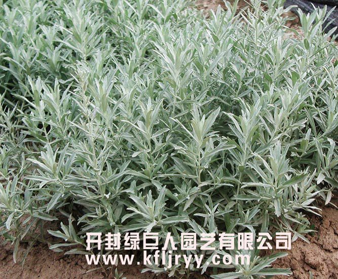 银香菊.jpg