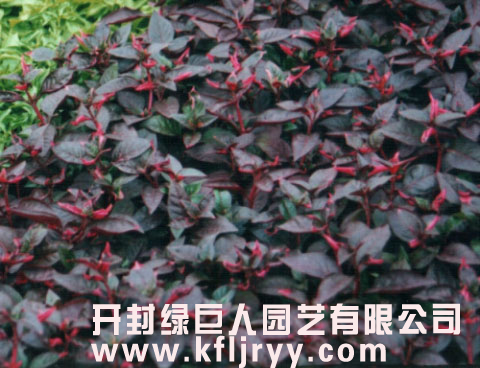五色草 五色草种苗 五色草基地 大叶红.jpg
