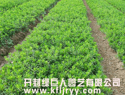 五色草 五色草种苗 五色草基地 三七景天.jpg