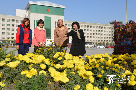 1383703311_Iv1dW7.jpg 新疆:50多万株秋菊扮美库尔勒