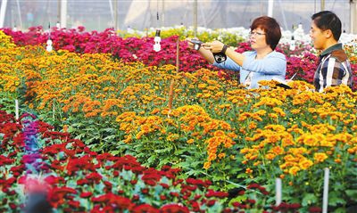 多头彩菊试种成功