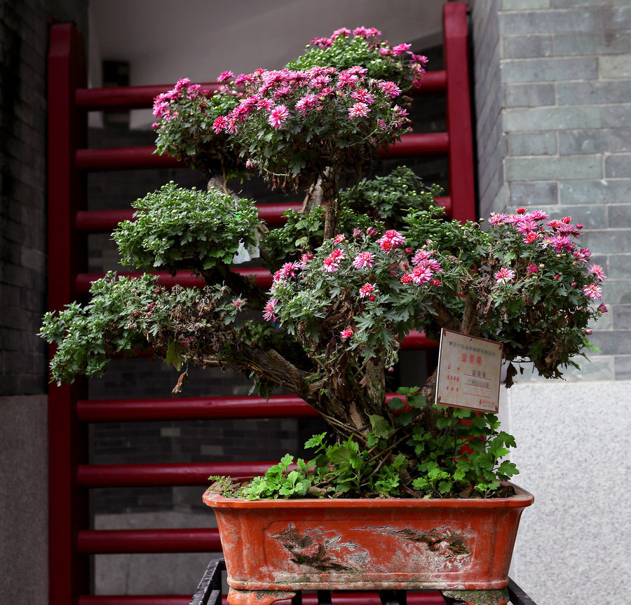 盆景菊.jpg