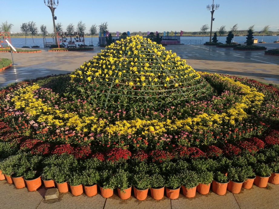 大立菊1.jpg