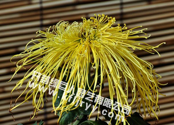 岸得黄红.jpg