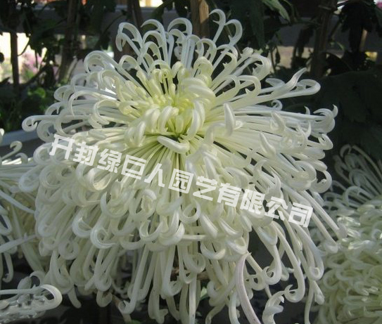 白玉珠帘.jpg
