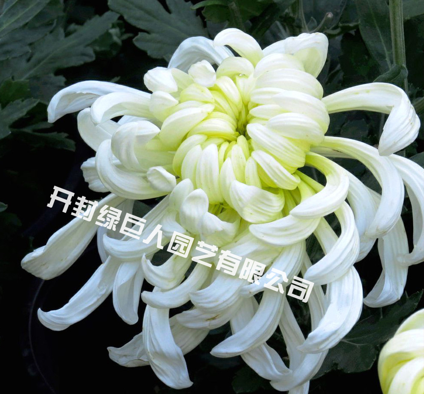 碧云钩.jpg