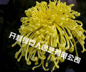汴梁腾云.jpg