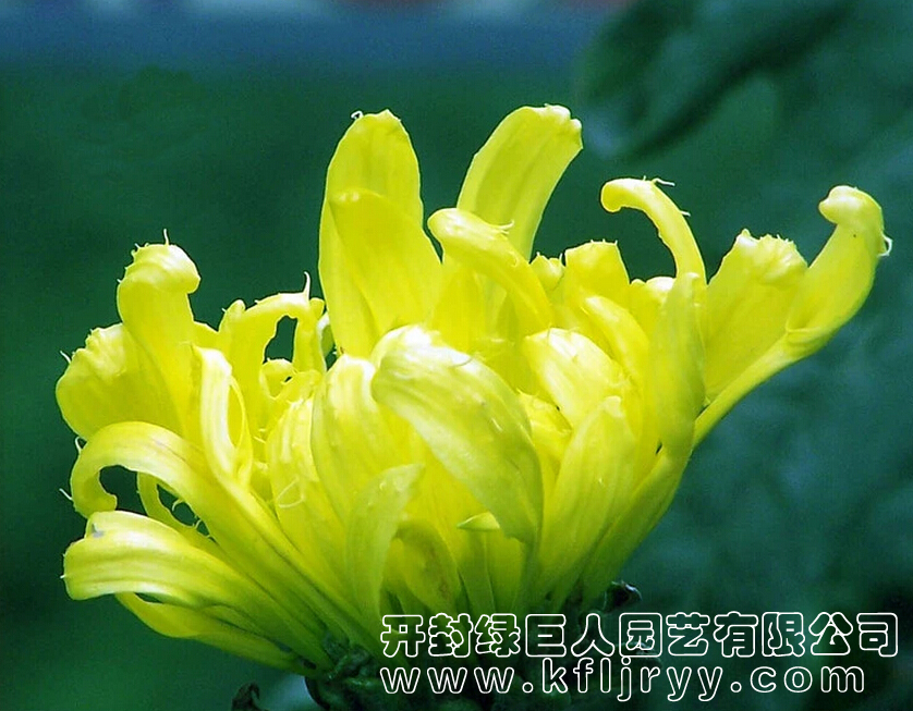 黄毛刺1.jpg
