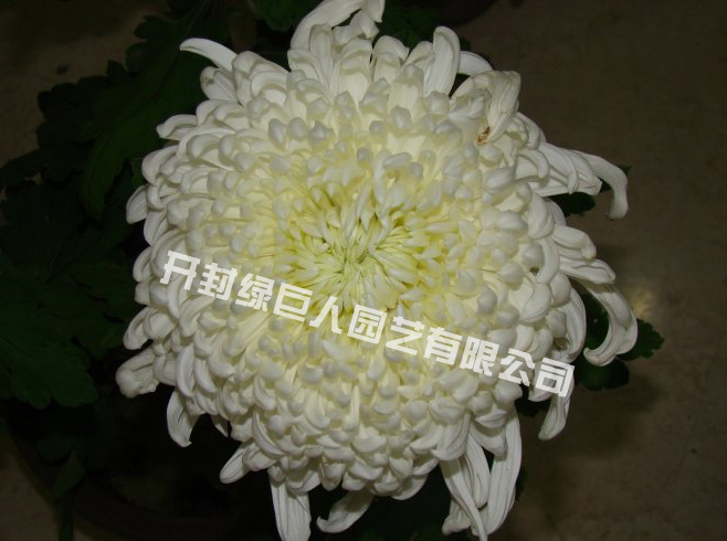 品种菊  白玉.jpg