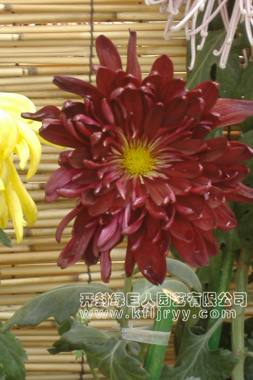 晚红玉.jpg
