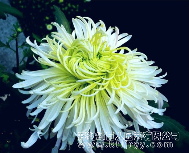 玉翎.jpg