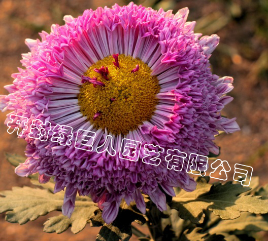 粉红管托桂.jpg